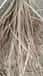 Natural Rattan Peel - Weaving Material - Indian Quality - 5mm to 6mm image 4