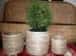 Cane Round Planter Set of 3 image 1